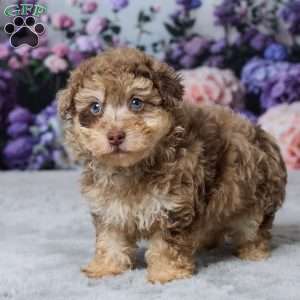 Tonya, Havapoo Puppy